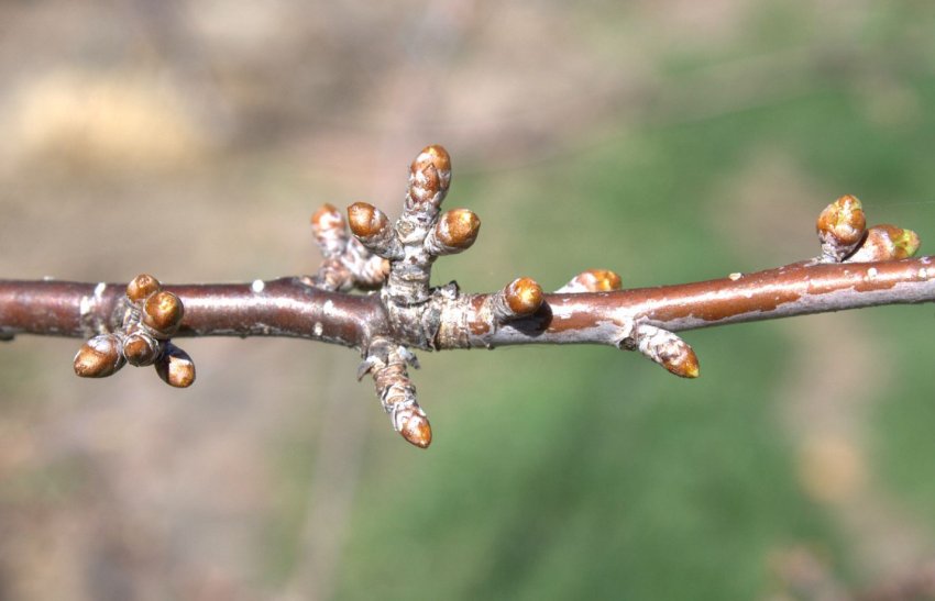 Гілка черешні з нирками