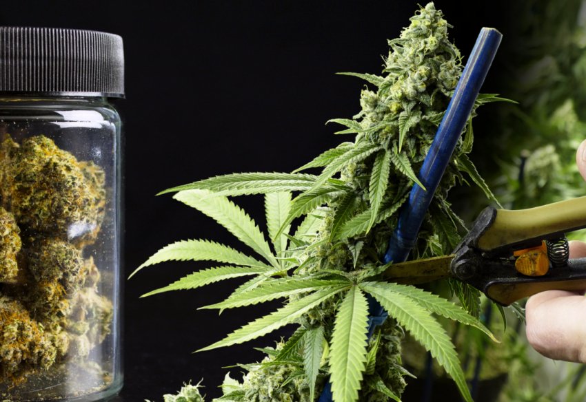 У Великобританії розширюється виробництво продуктів канабісу У Великобританії розширюється виробництво продуктів канабісу