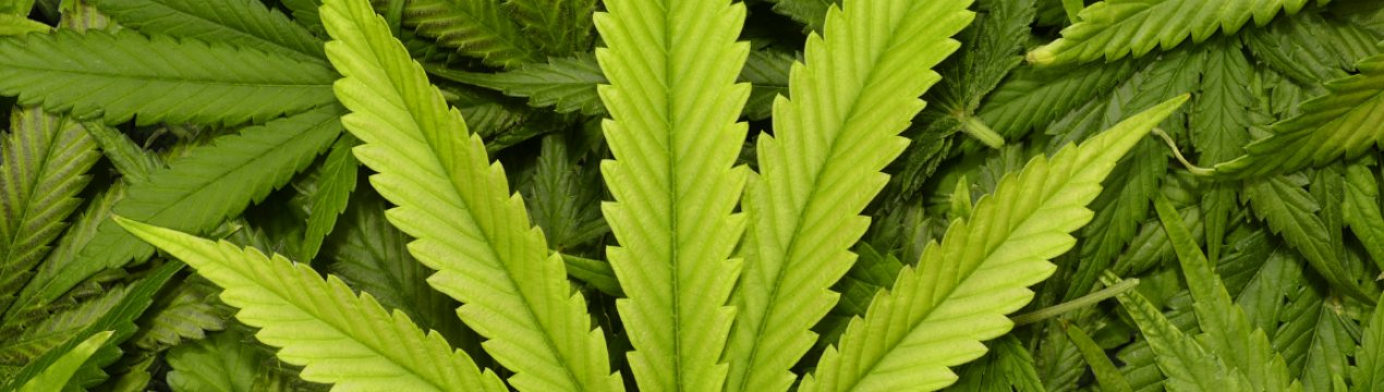 У Великобританії розширюється виробництво продуктів канабісу