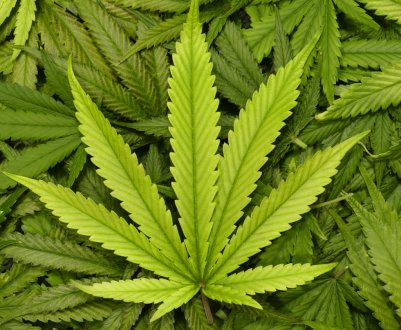 У Великобританії розширюється виробництво продуктів канабісу 