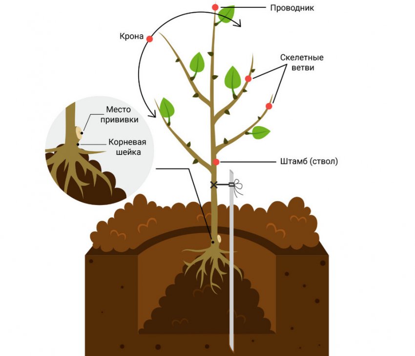Посадку плодового дерева