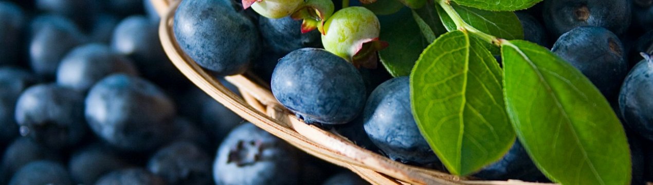 На Закарпатті вирощують унікальну чорницю