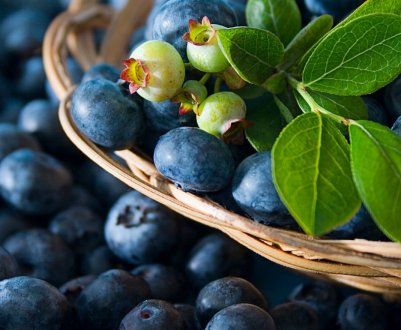 На Закарпатті вирощують унікальну чорницю