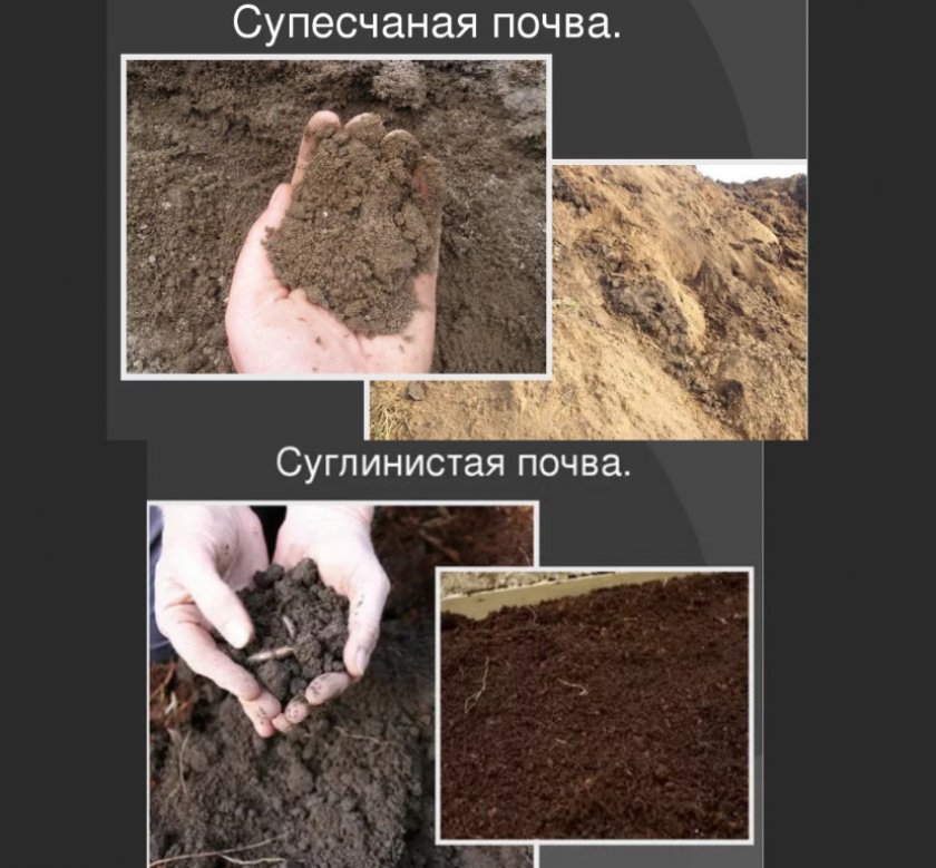 Оптимальный грунт для посадки плодового дерева Оптимальный грунт для посадки плодового дерева