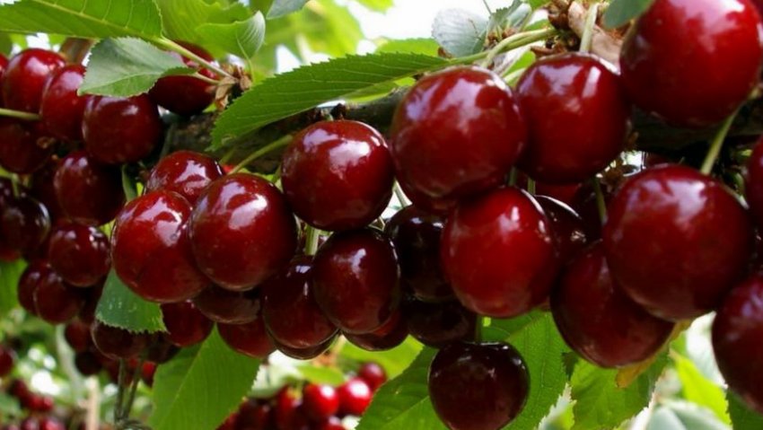 Черешня Радіца