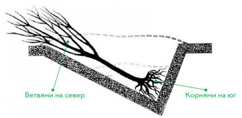Прикопка саджанців на зиму