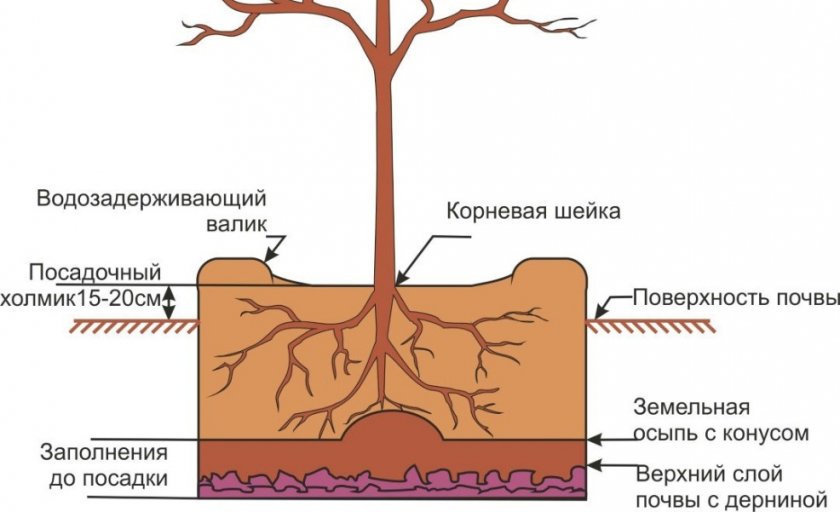 Посадка саженца Посадка саженца