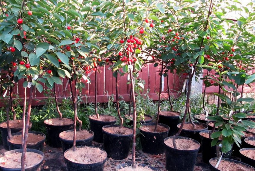 Посадка саджанців черешні