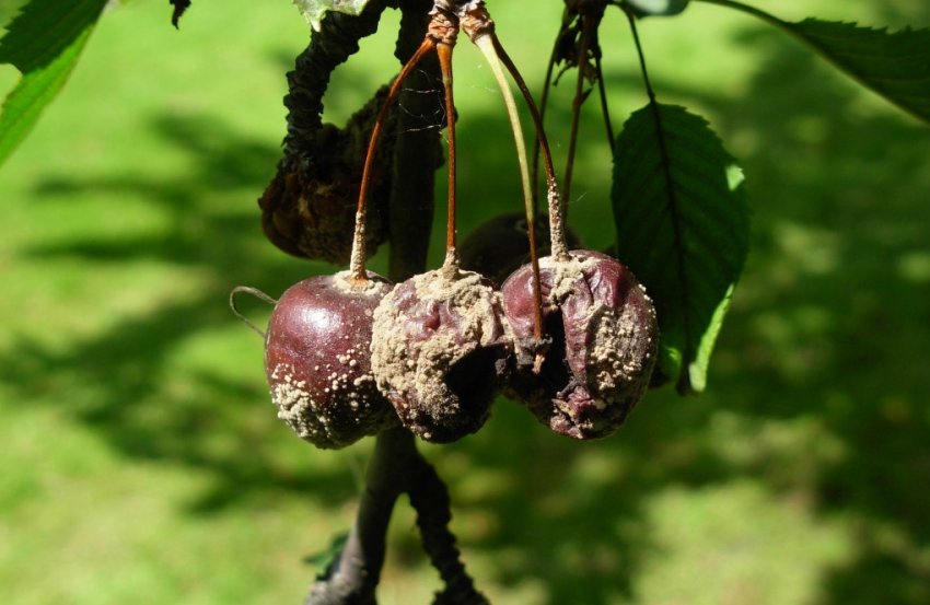 Плодова гниль черешні