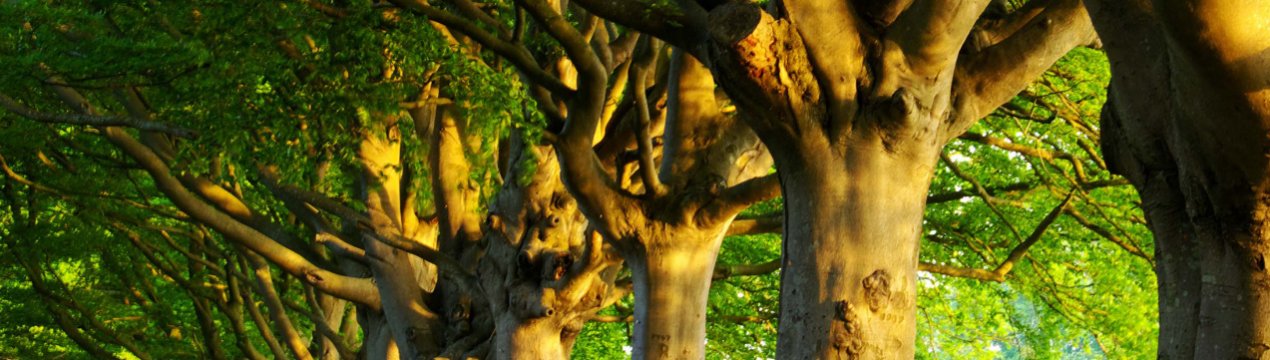 В Ірландії «Фермери в кожному окрузі повинні бути зобов'язані розглянути посадку дерев»