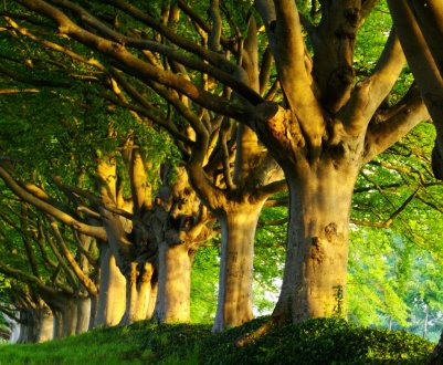 В Ірландії «Фермери в кожному окрузі повинні бути зобов'язані розглянути посадку дерев»