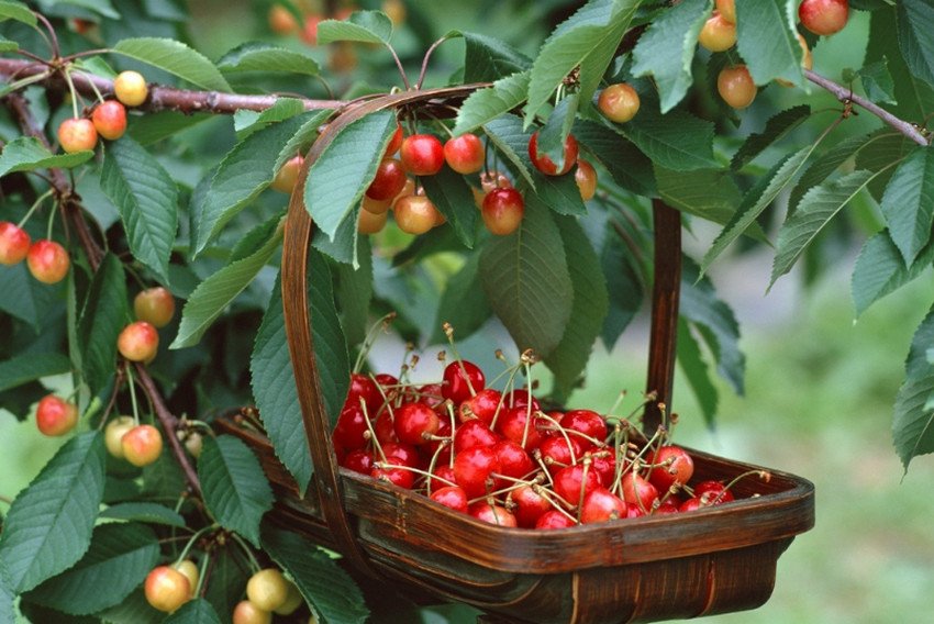 Черешня Фатеж