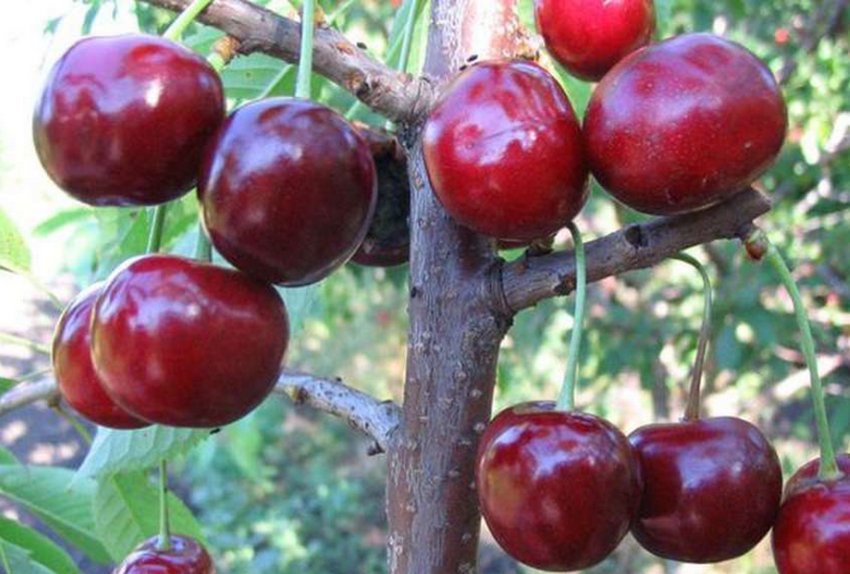 Черешня Великоплідна