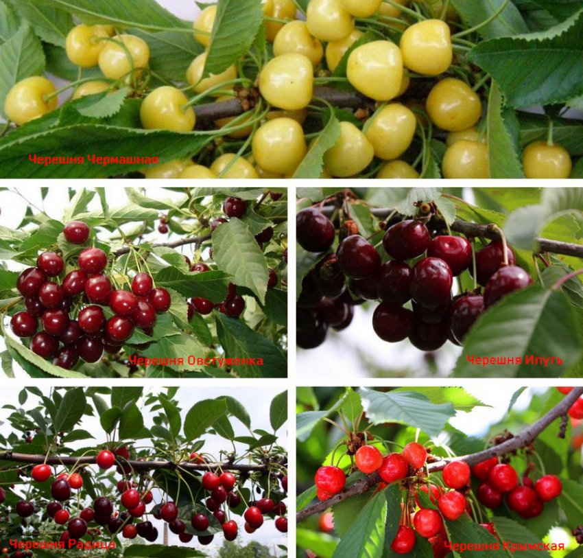 Запилювачі