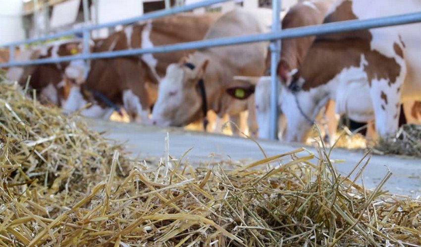 Сіно для корови Сіно для корови