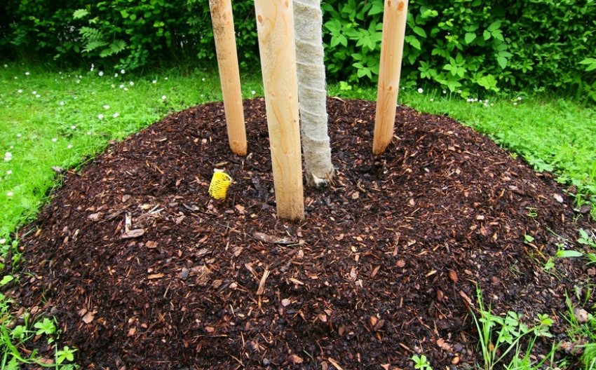 Мульчування грунту під черешнею