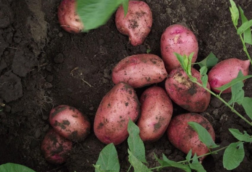 Картопля Кам'янський Картопля Кам'янський