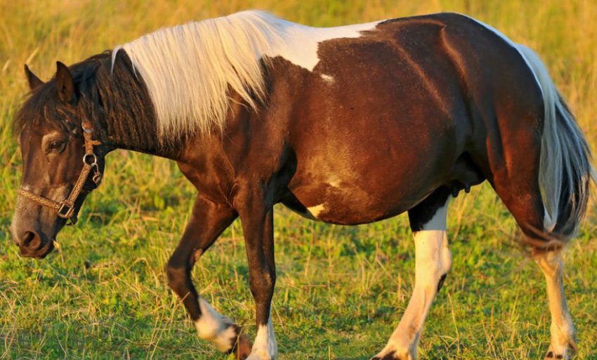 Безперервний кінь