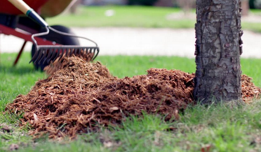 Мульчування черешні