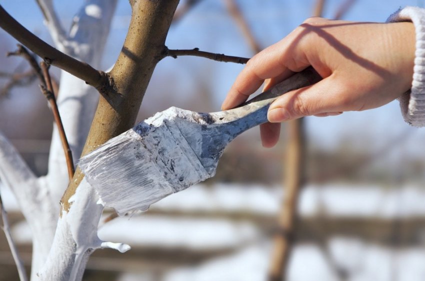 Побілка черешні