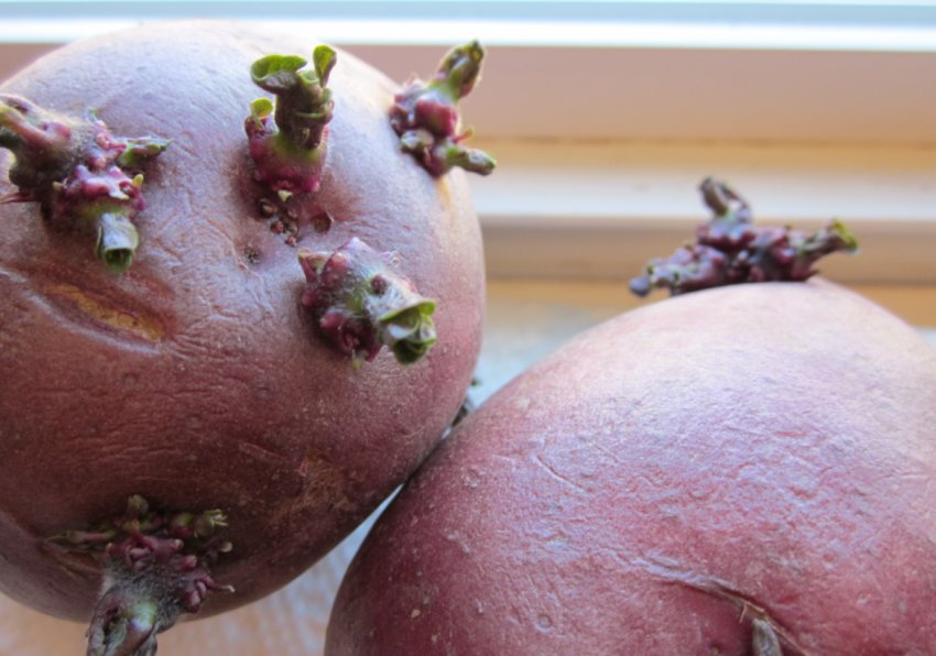 Пророслі бульби картоплі Пророслі бульби картоплі