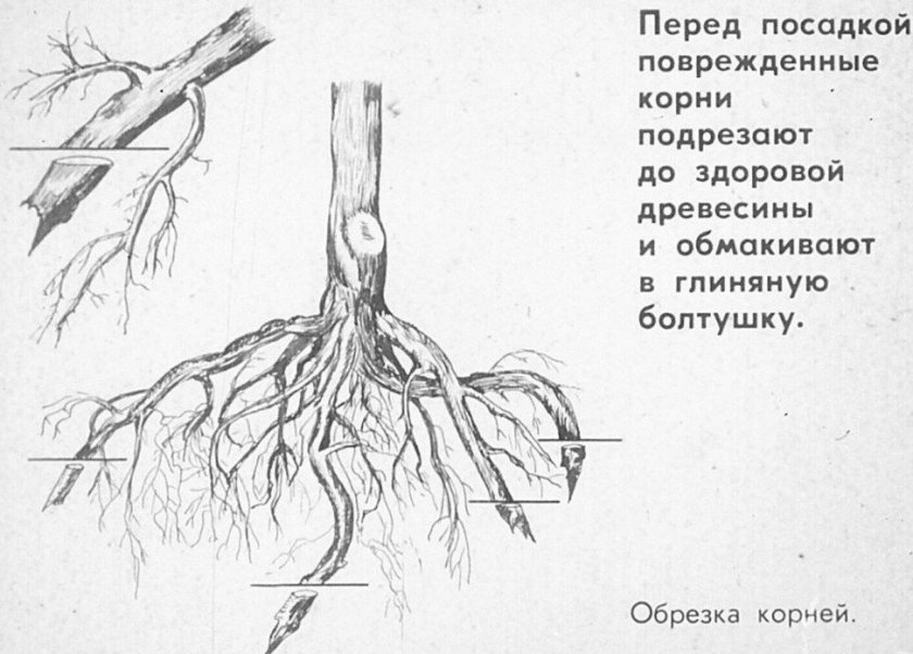 Обрезка поврежденных корней дерева Обрезка поврежденных корней дерева
