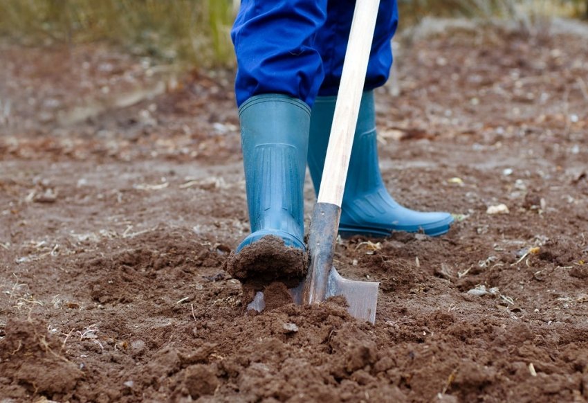 Підготовка ґрунту для посадки картоплі Підготовка ґрунту для посадки картоплі