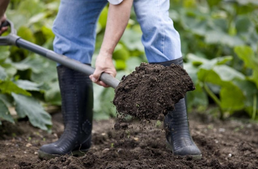 Підготовка ділянки до посадки