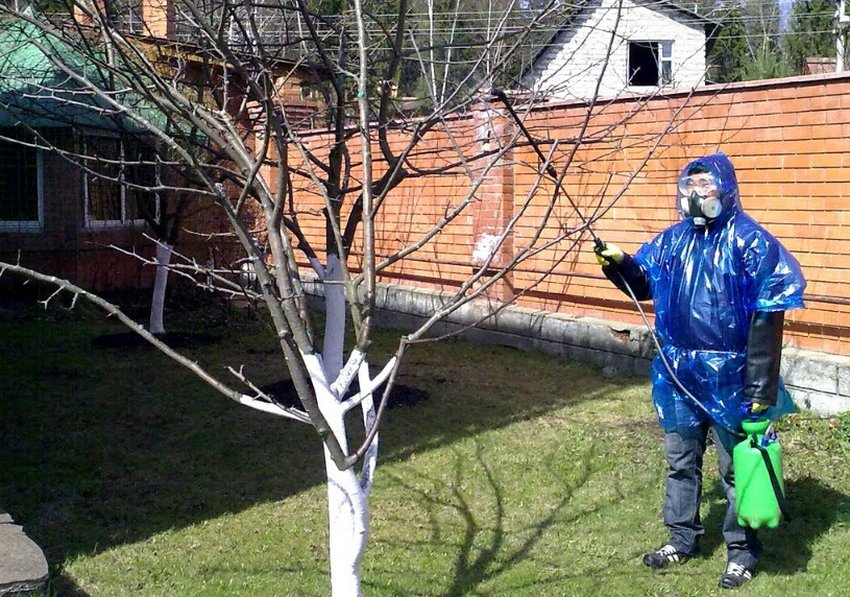 Обприскування черешні