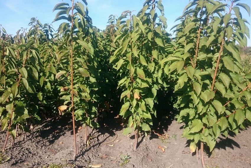 Саджанці черешні