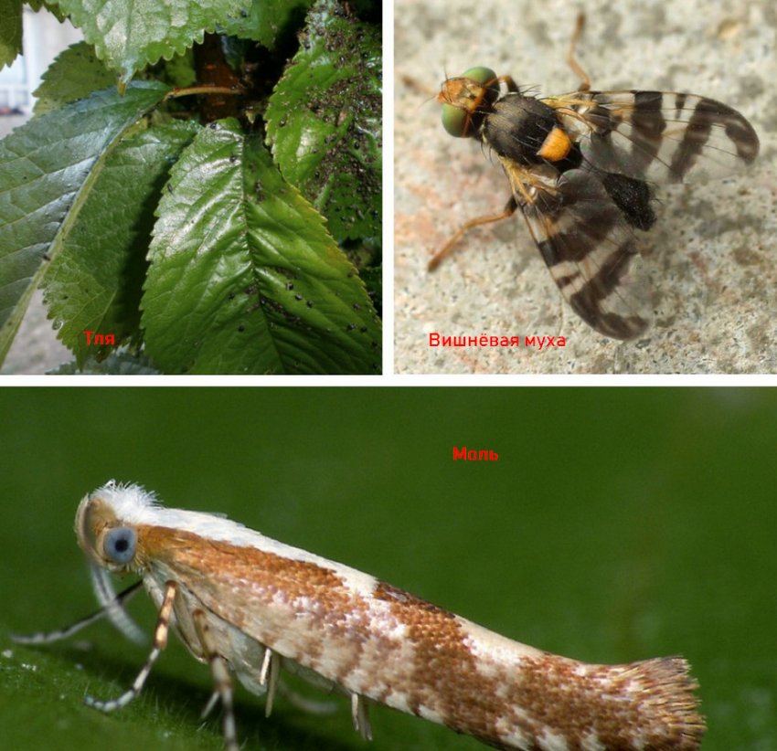 Шкідники черешні