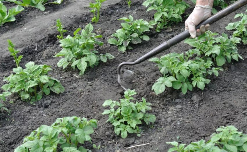 Прополка картоплі Прополка картоплі