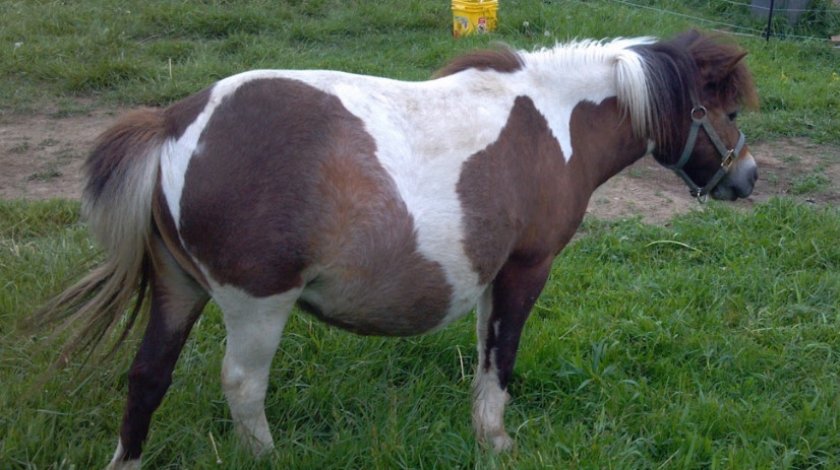 Беременная лошадь