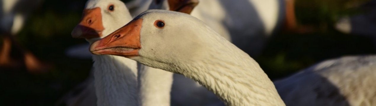 Гуси взимку: особливості утримання, догляду та годівлі