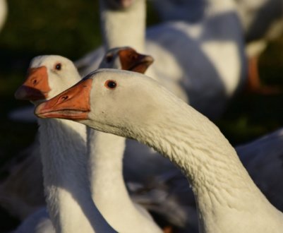 Гуси взимку: особливості утримання, догляду та годівлі