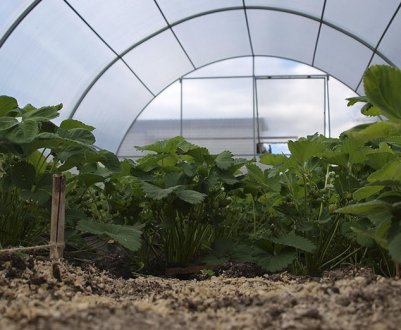 Чи потрібно і як правильно міняти землю в теплиці?