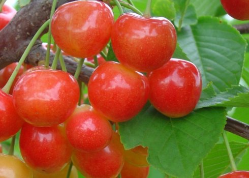 Особливості посадки і догляду за черешнею сорти Брянська Рожева