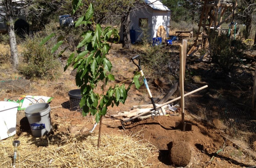 Місце під посадку черешні