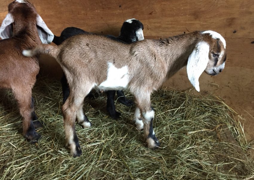 Нубійські кози Нубійські кози