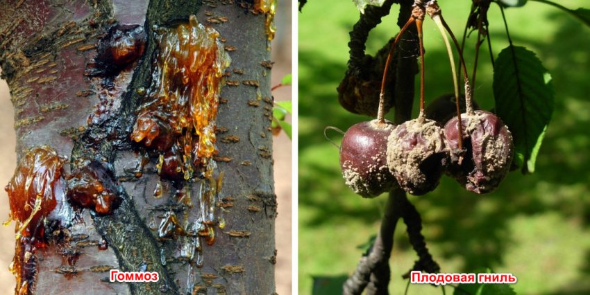 Хвороби черешні