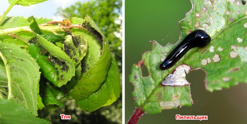 Шкідники черешні