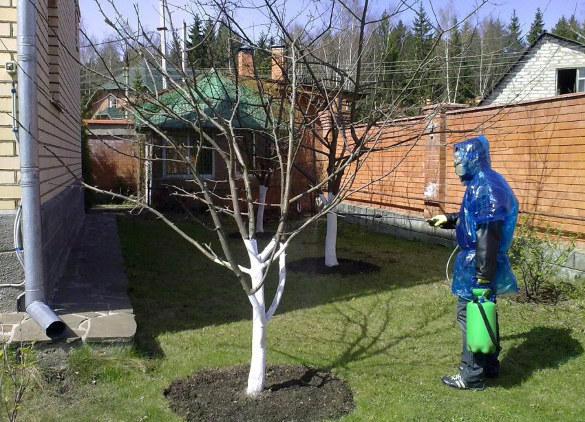 Обприскування черешні від хвороб і шкідників