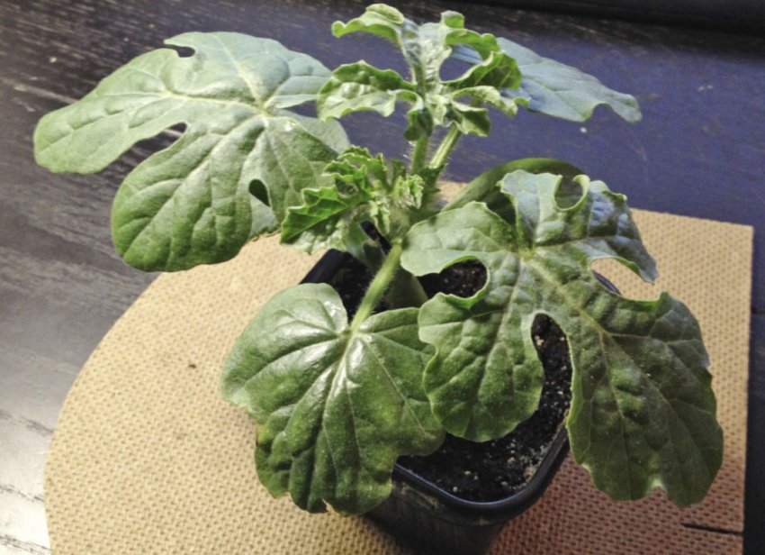 Розсада арбузов