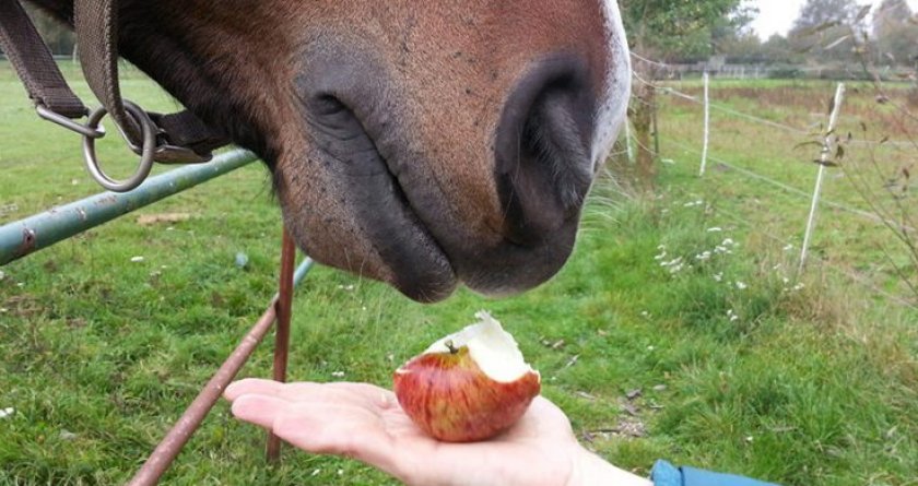 Лошадь ест яблоко