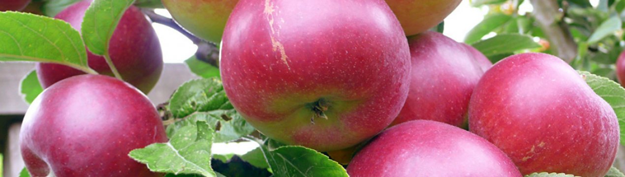 У Новій Зеландії інвестують 52 млн доларів в яблуневий сад