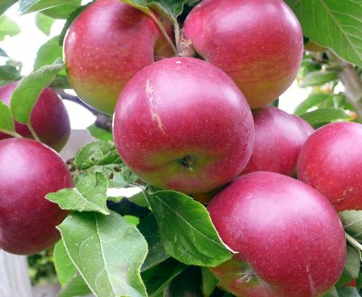 У Новій Зеландії інвестують 52 млн доларів в яблуневий сад