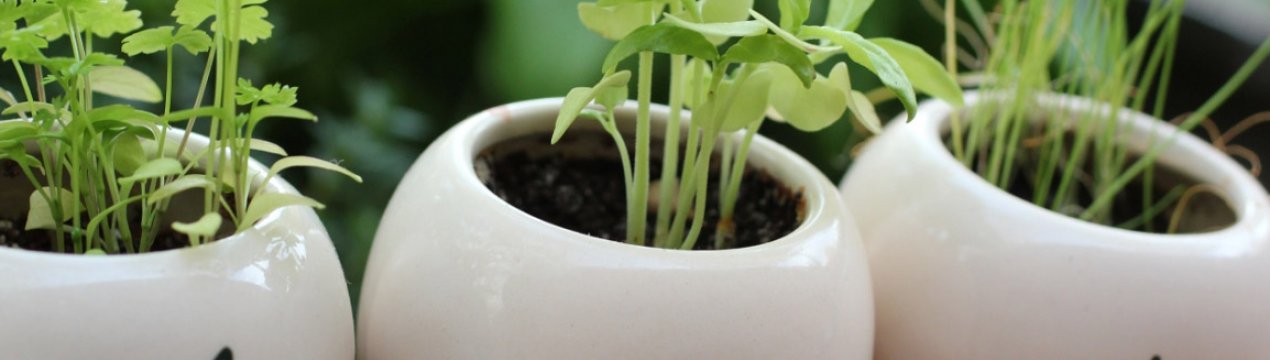 Львівська компанія планує вирощувати пряні трави в горщиках