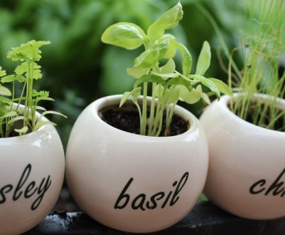 Львівська компанія планує вирощувати пряні трави в горщиках