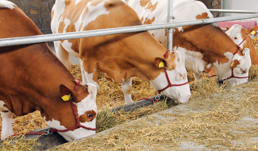 Сіно для корови Сіно для корови