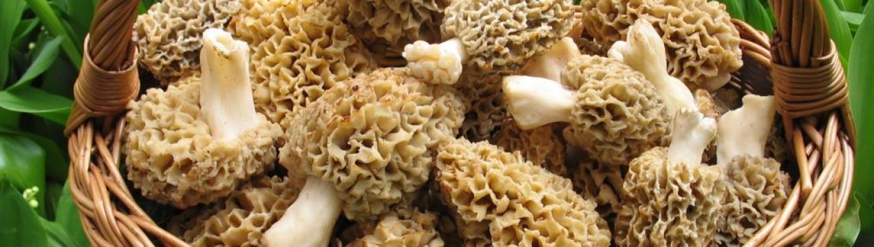 У Запорізькій області вже збирають перші весняні гриби